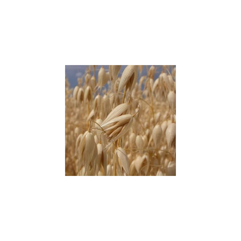 Avoine blanche printemps DUFFY BIO