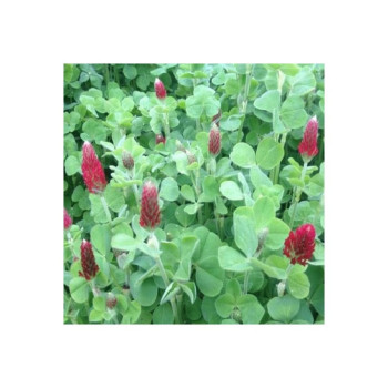 Trèfle incarnat CEGALO