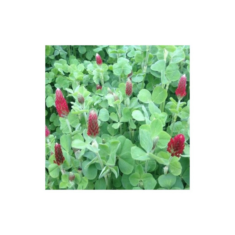 Trèfle incarnat CEGALO