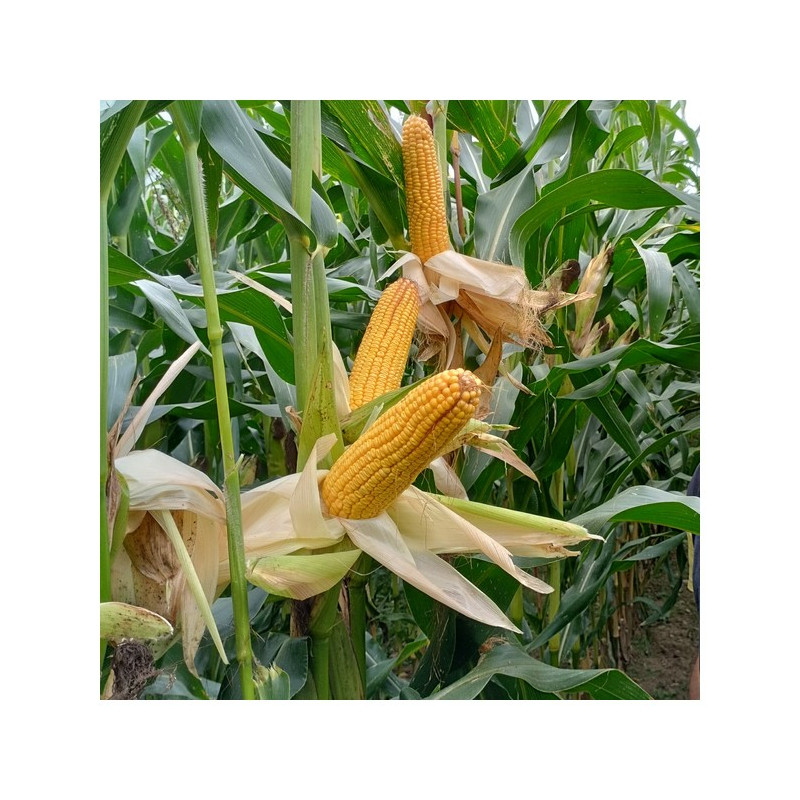 Maïs LBS 1257/IDEM 1543  indice 240-250