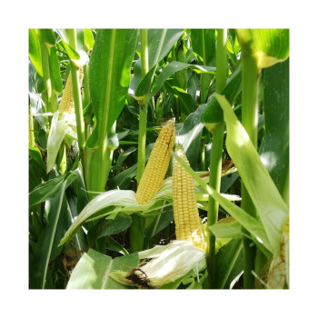 Maïs ADV2235/CHELSEY  indice 230