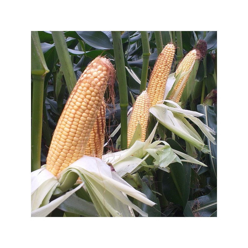 Maïs LBS 3841 indice 310