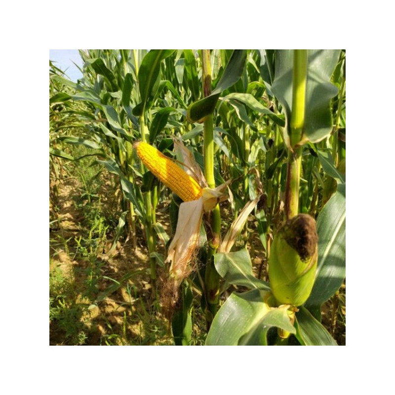 Maïs ZEAMAX (ind. 400-420)