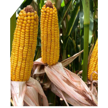 Maïs P8532  indice 270