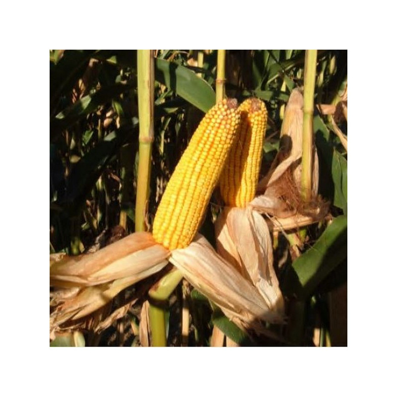 Maïs SOLITARO indice 340