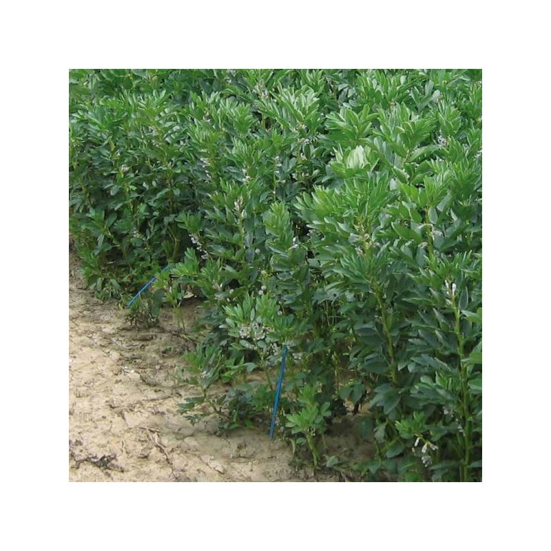 Féverole printemps VICTUS