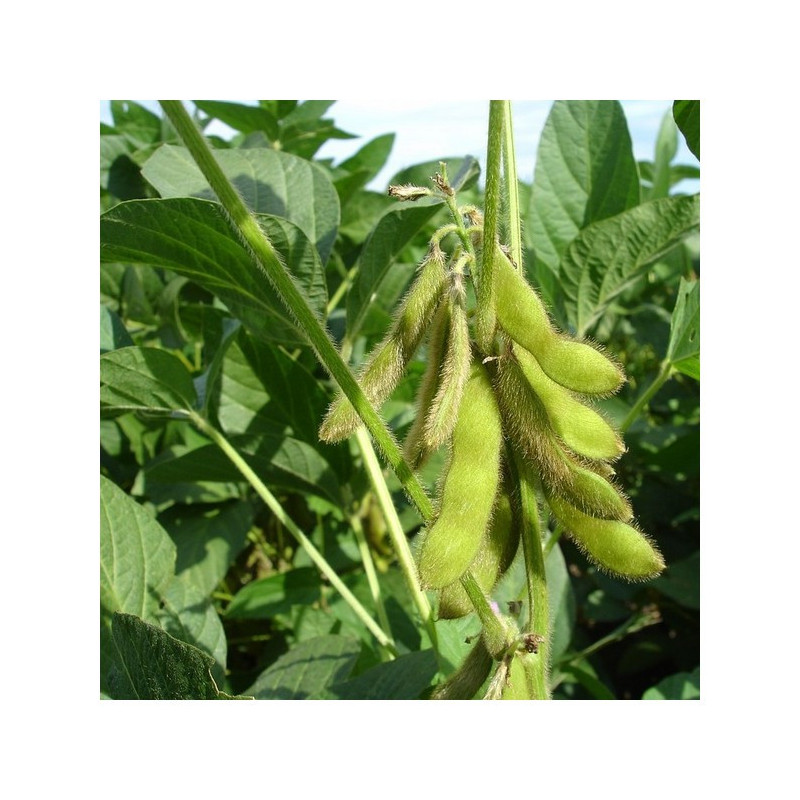 Soja ES MENTOR groupe 00