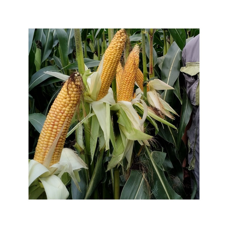 Maïs KALESI indice 220-240