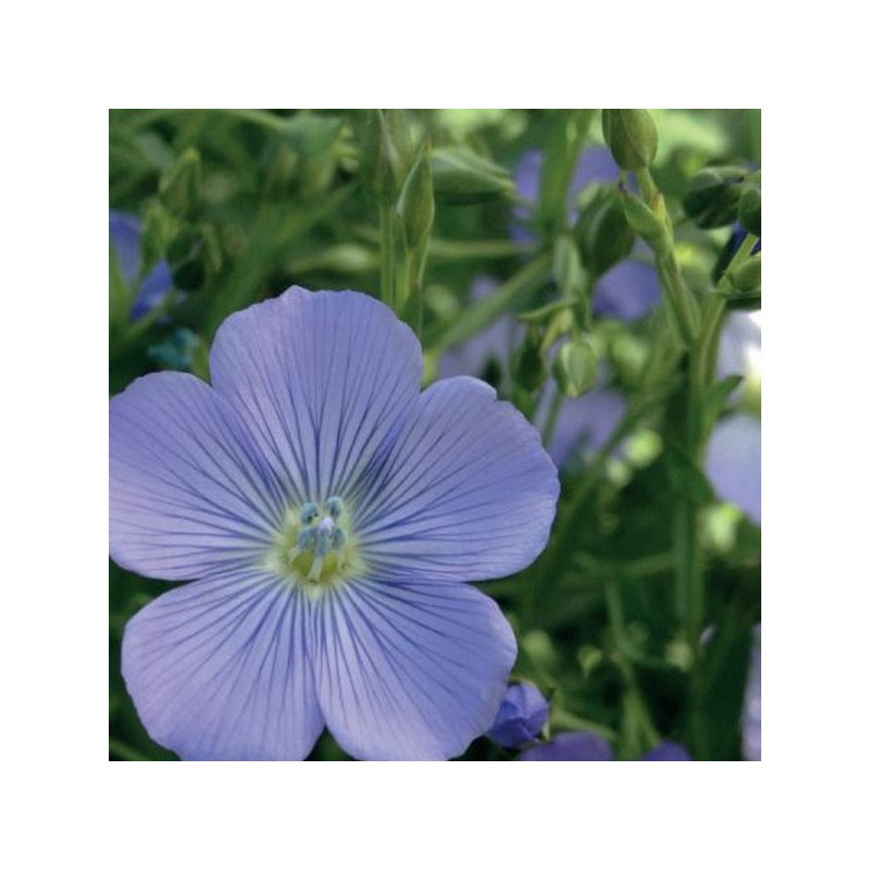 Lin brun printemps MARQUISE