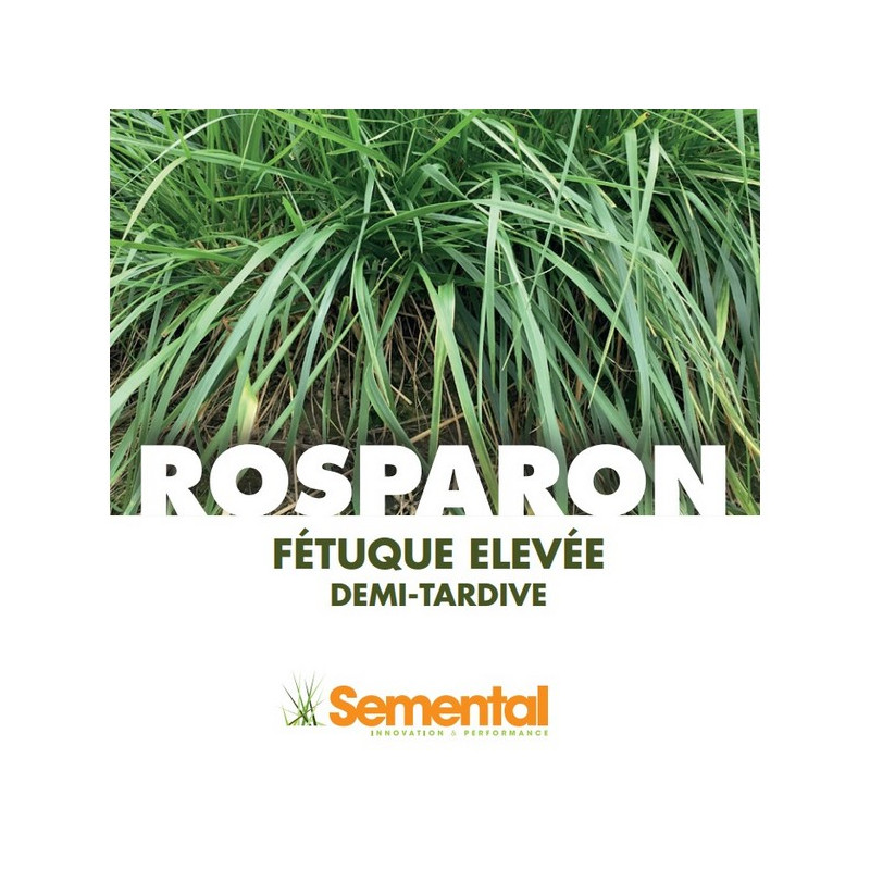 Fétuque élevée ROSPARON