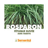 Fétuque élevée ROSPARON