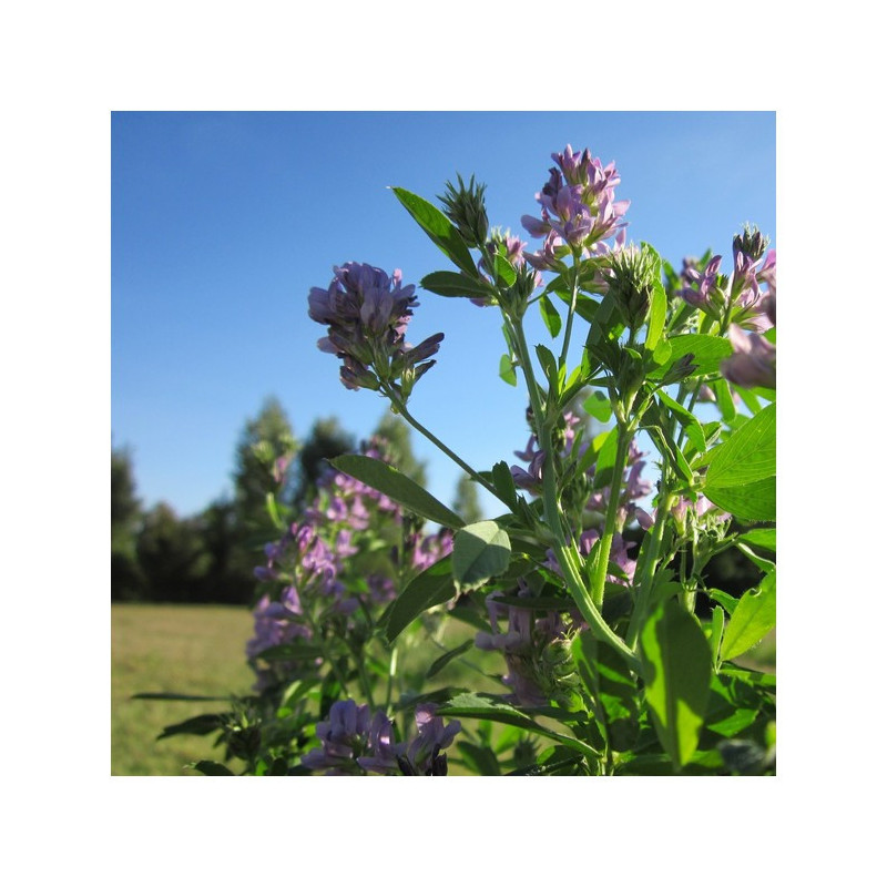 Luzerne Flamande ANDANTINO