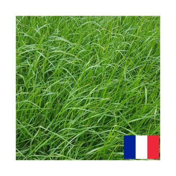 RGA 2N tardif ZORGUE, Ray-grass Anglais