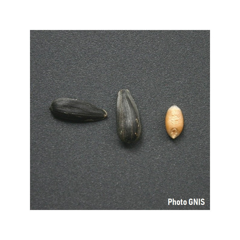 Tournesol pour CIPAN (Bio) - PEREDOVIK