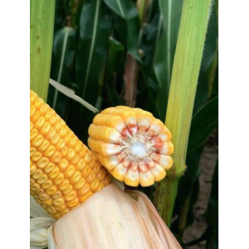 Maïs P8255 indice 240-250