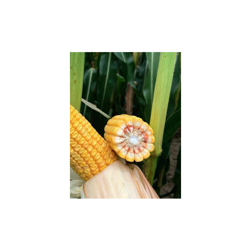 Maïs P8255 indice 240-250
