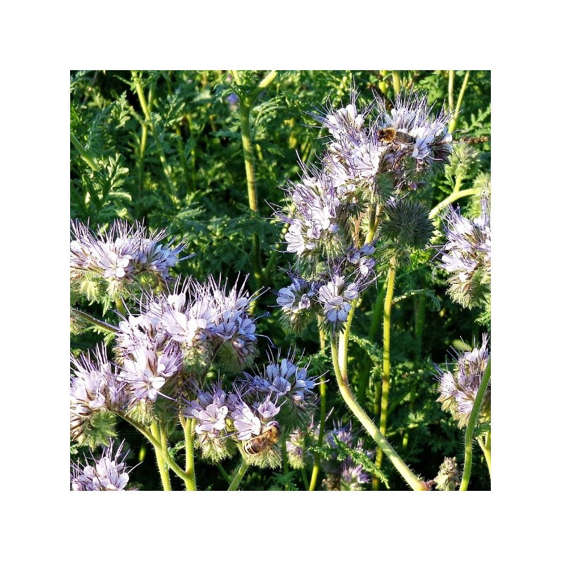 Phacélie STALA  Bio