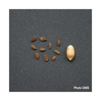 Phacélie STALA  Bio