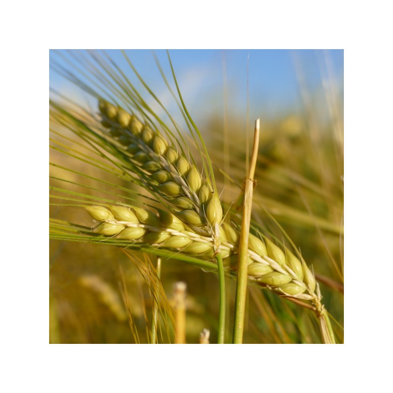 Orge hiv. 6R LG ZORICA