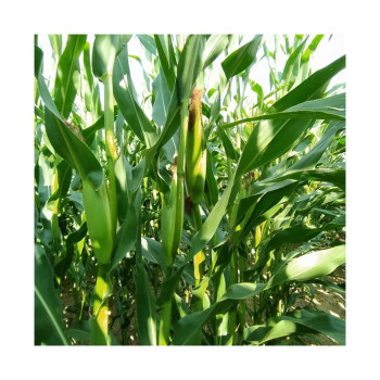 Maïs ELBRUS indice 320-330