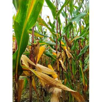 Maïs ELBRUS indice 320-330