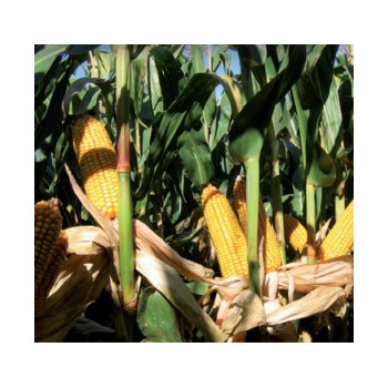 Maïs P0937 indice 560