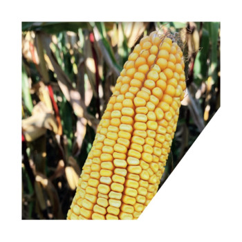 Maïs P9042 indice 300