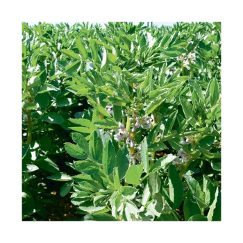 Féverole printemps SYNERGY