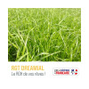 RGH 2N DREAMIAL, Ray-grass Hybride