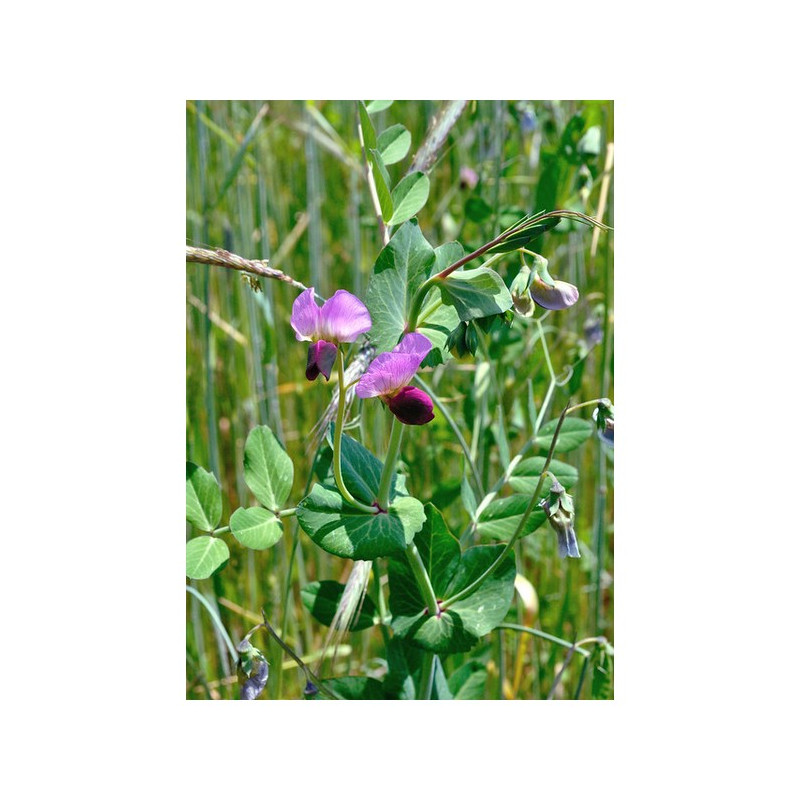 Pois fourrager de printemps ARVIKA BIO