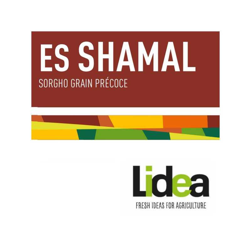 Sorgho grain - ES SHAMAL