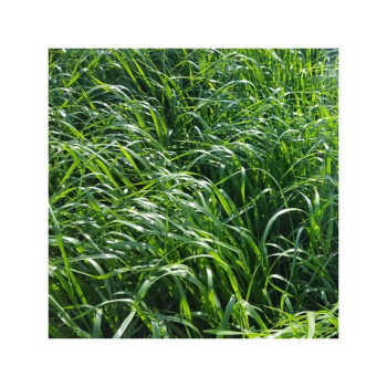 RGI 4N alternatif Bio HELLEN, Ray-grass d'Italie Bio