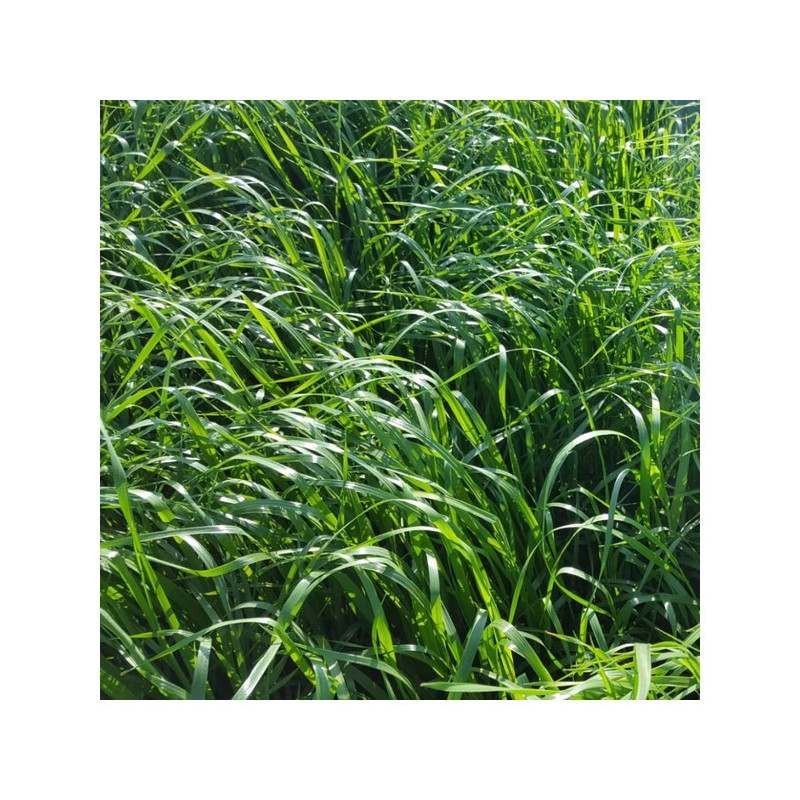 RGI 4N alternatif Bio HELLEN, Ray-grass d'Italie Bio