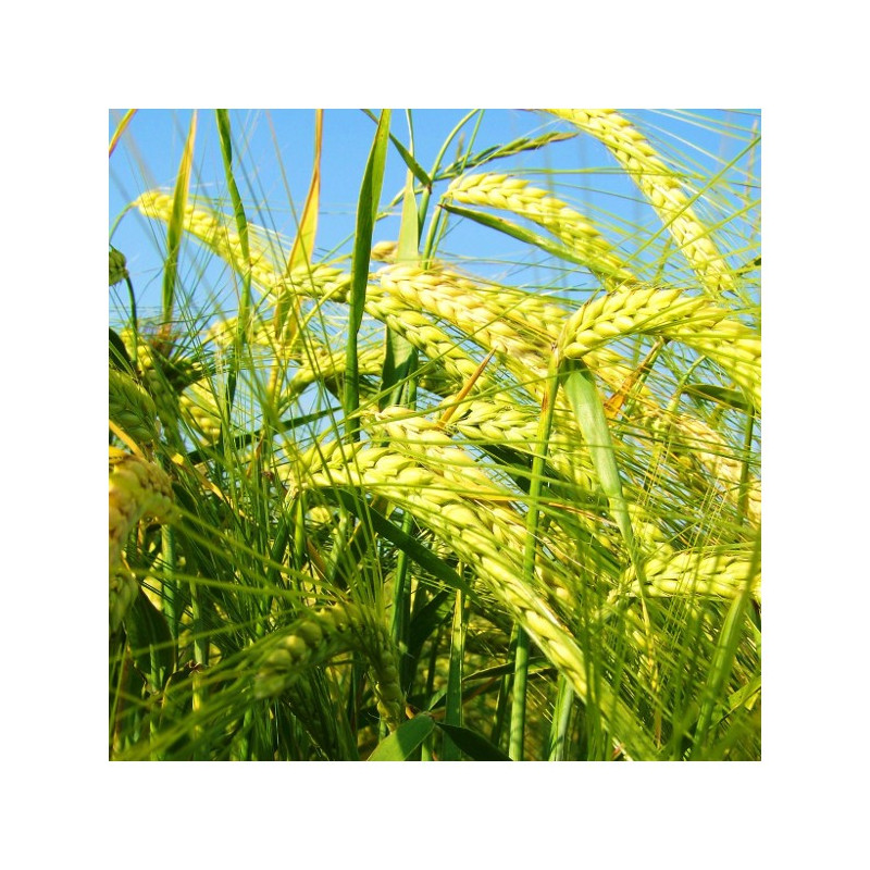 Orge hiv. 2R LG CASTING