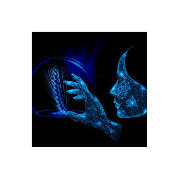 Orge hiv. 6R KWS INNOVATRIS