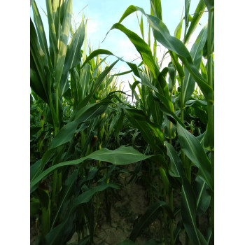 Maïs ENSIL DUO 280 (indice 280)
