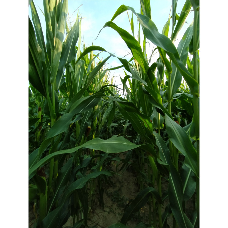 Maïs ENSIL DUO 280 (indice 280)