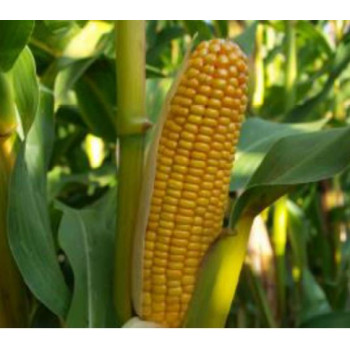 Maïs SVETLANA indice 280