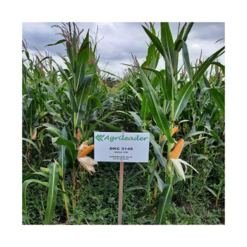 Maïs DKC 3149 (ind. 240)