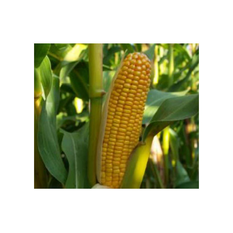 Maïs SVETLANA Indice 280- KORIT