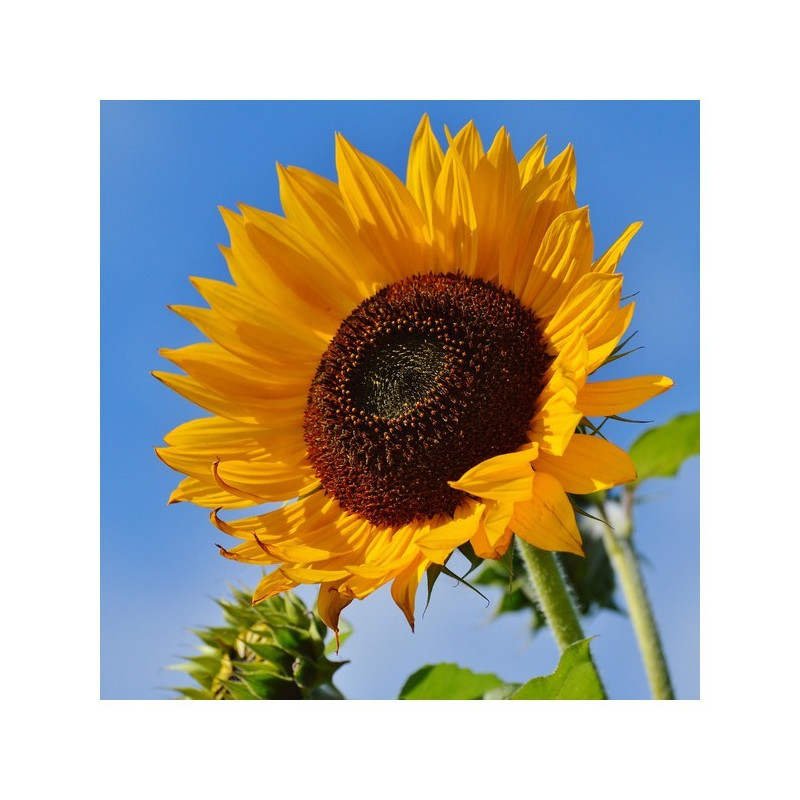 Tournesol MAS 808.OL