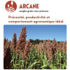 Sorgho grain – ARCANE