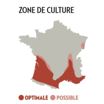 Sorgho grain – ARCANE