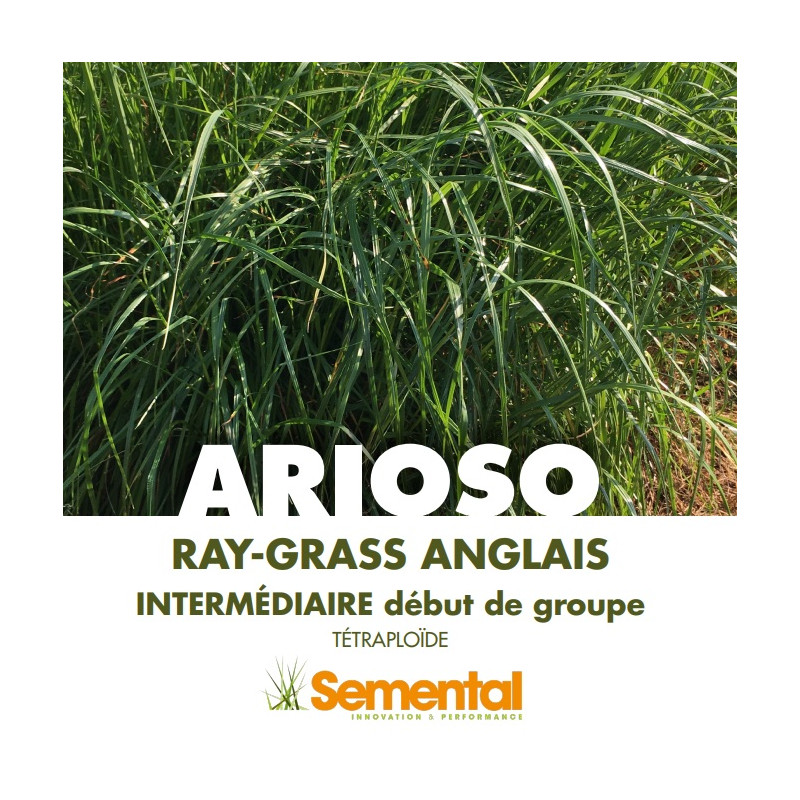 RGA 4N inter ARIOSO, Ray-grass Anglais