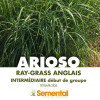 RGA 4N inter ARIOSO, Ray-grass Anglais