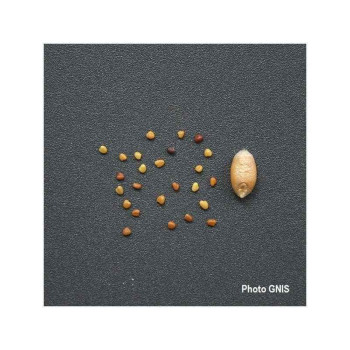 Trèfle blanc géant FIONA