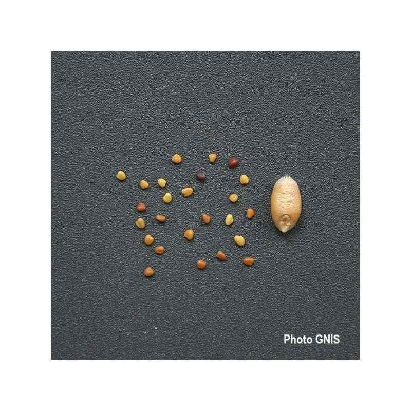 Trèfle blanc géant FIONA