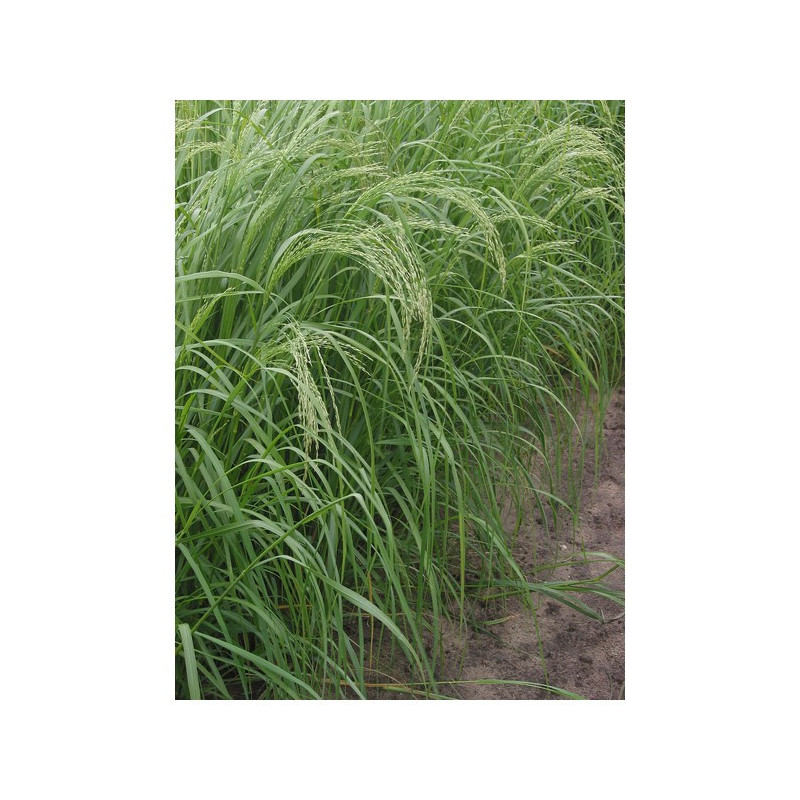 Teff Grass