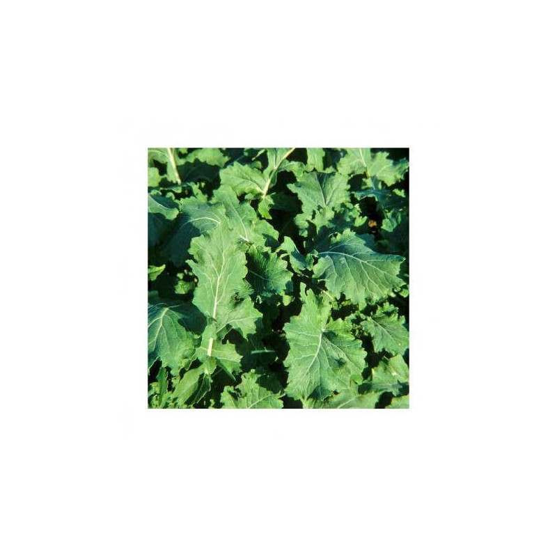 Colza fourrager GORILLA