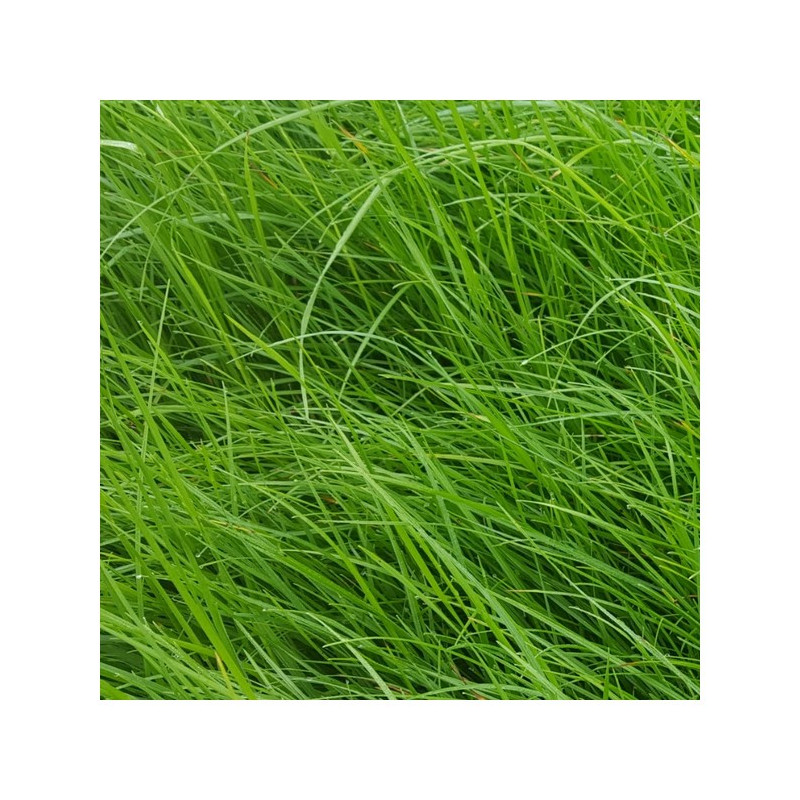 RGA 2N 1/2 Tardif GERFAUT, Ray-grass Anglais